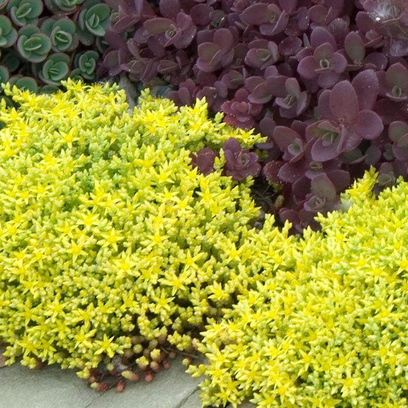 Golden Stonecrop with bright yellow foliage with a purple stonecrop in a garden. 