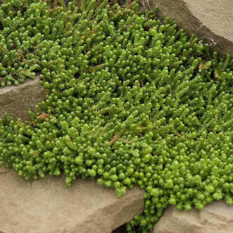 Golden Stonecrop foliage forming a green moss like carpet. 