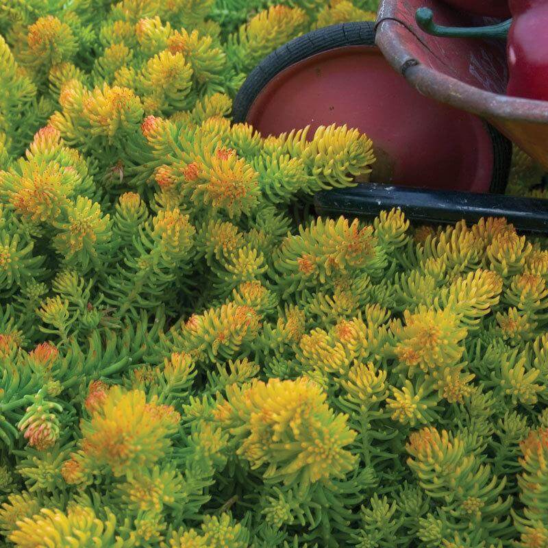 angelina bush succulent 'Angelina' Stonecrop (Sedum)
