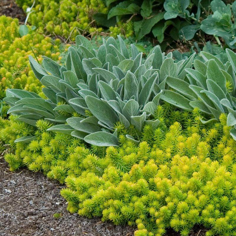 angelina bush succulent 'Angelina' Stonecrop (Sedum)