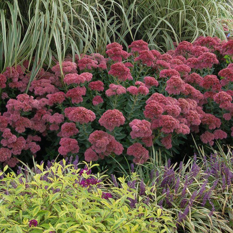 Autumn Joy Stonecrop planted alongside other plants in a garden