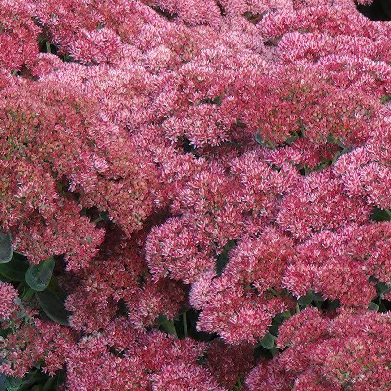 Close up of the mauve red blooms of the Autumn Joy Stonecrop
