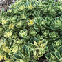 Rock 'N Low Boogie Woogie Stonecrop is a tough and pretty ground cover