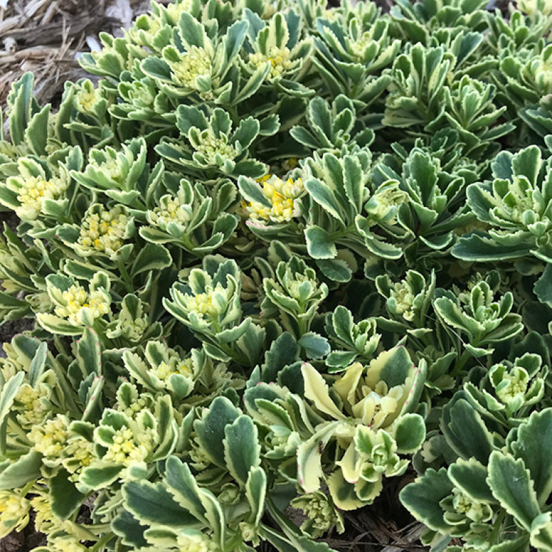 Rock 'N Low Boogie Woogie Stonecrop is a tough and pretty ground cover