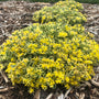 Rock 'N Low Boogie Woogie Stonecrop has yellow flowers in summer for pollinators
