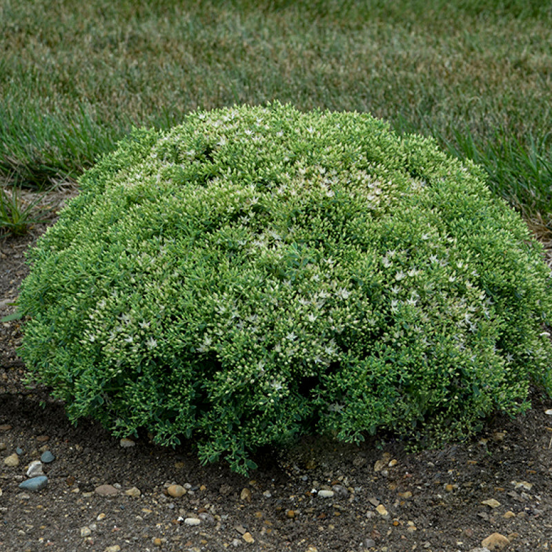 Le Sedum Bundle of Joy est un sedum bas et compact.