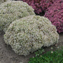 Le sedum Rock 'N Round Bundle of Joy possède des fleurs d'un blanc pur.