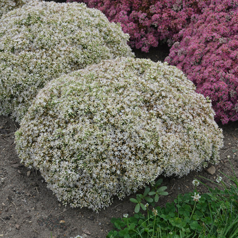 Le sedum Rock 'N Round Bundle of Joy possède des fleurs d'un blanc pur.
