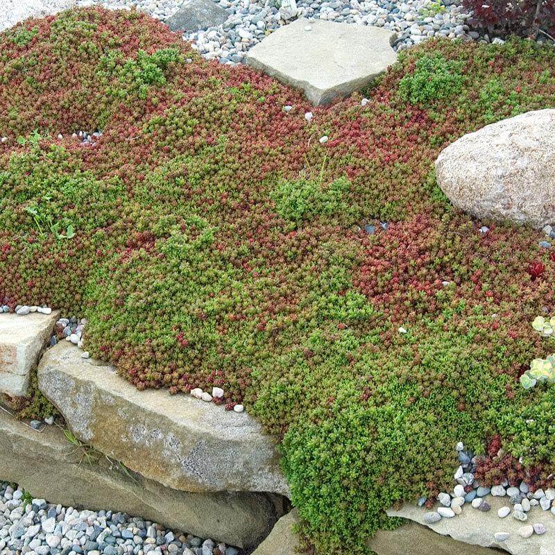 Coral Carpet Stonecrop creating a carpet of coral and green foliage over landscape rocks. 