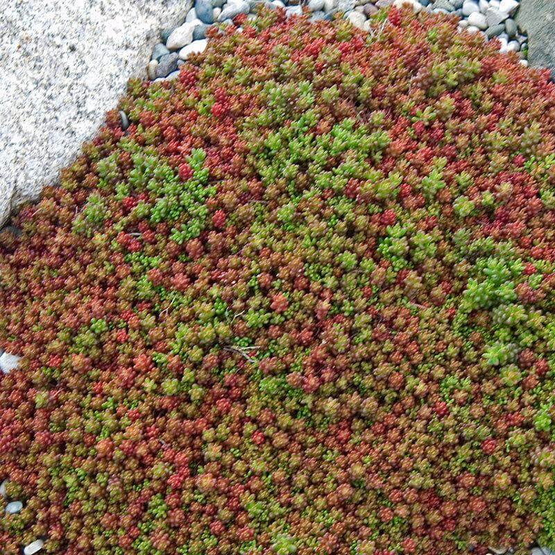 Close-up of the coral and green foliage of Coral Carpet Stonecrop. 