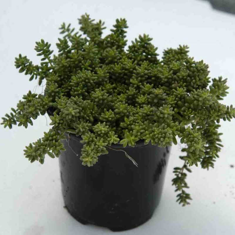carpet succulents 'Coral Carpet' Stonecrop
