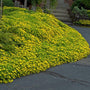 A mound of vibrant green Japanese Sedum foliage blanketed by a mass of yellow flowers. 