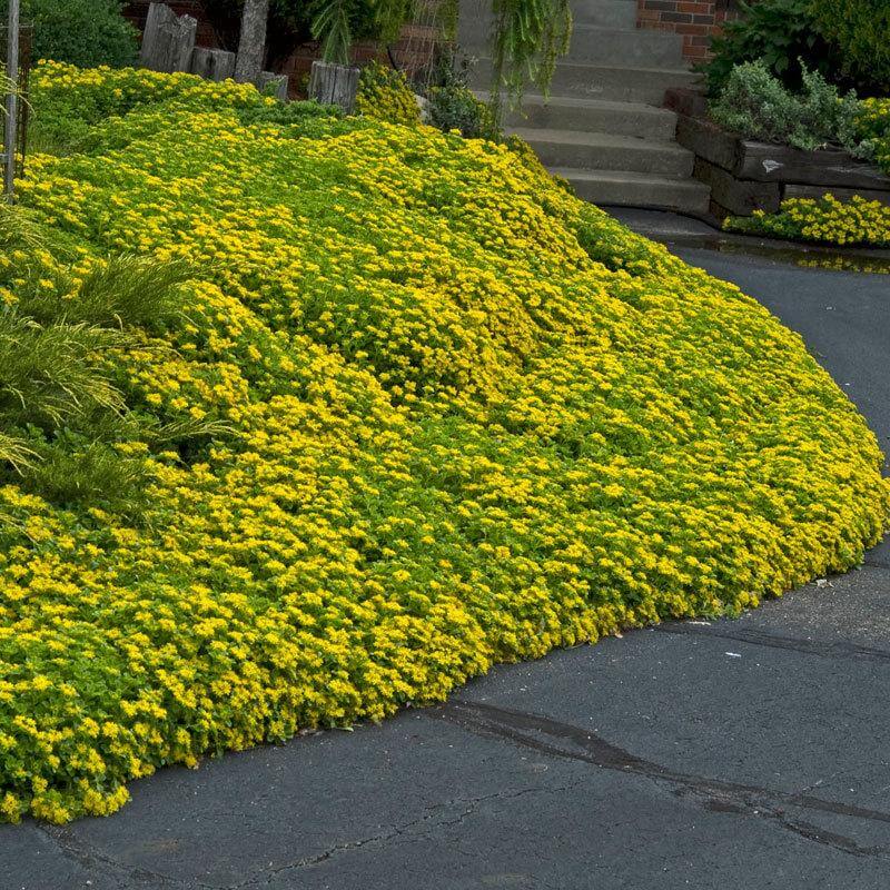 A mound of vibrant green Japanese Sedum foliage blanketed by a mass of yellow flowers. 