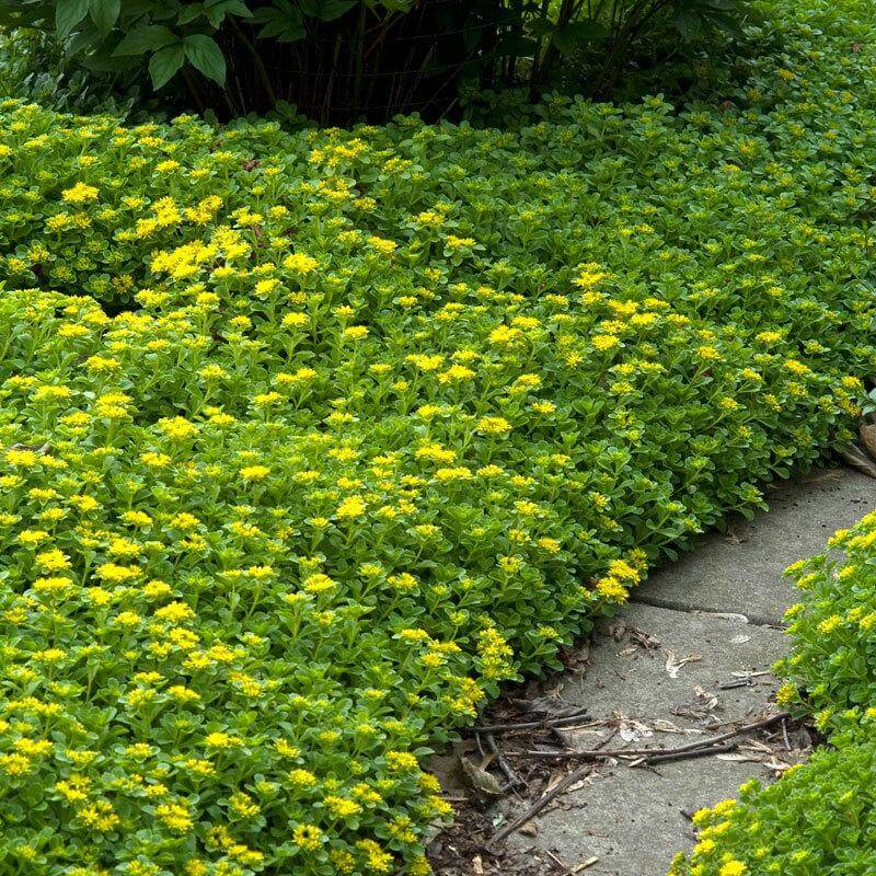 Japanese Stonecrop has vibrant green leaves and yellow flowers