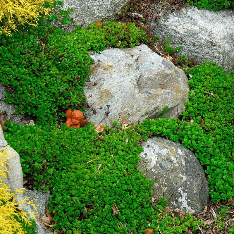 Japanese Stonecrop growing around landscape rocks. 