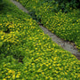 Japanese Stonecrop with glossy green foliage and cheerful yellow flowers. 