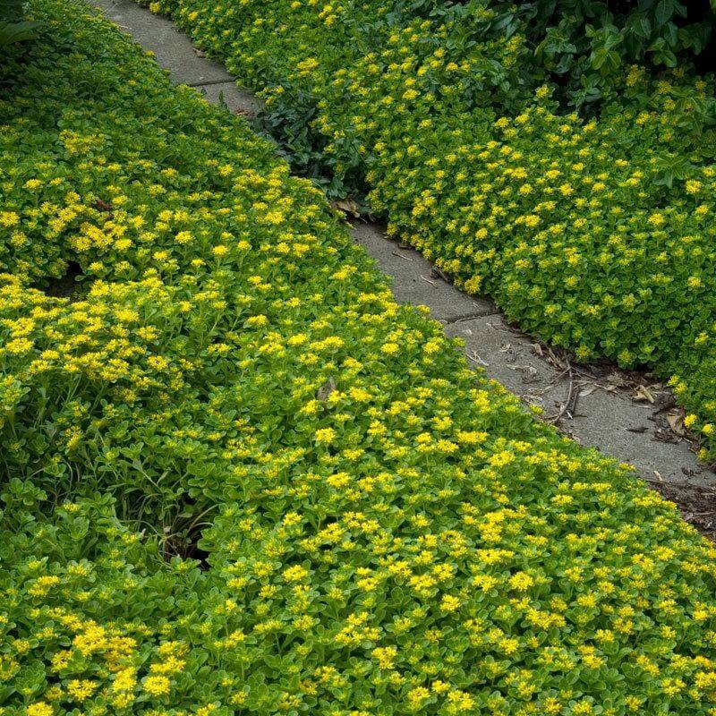 Japanese Stonecrop with glossy green foliage and cheerful yellow flowers. 
