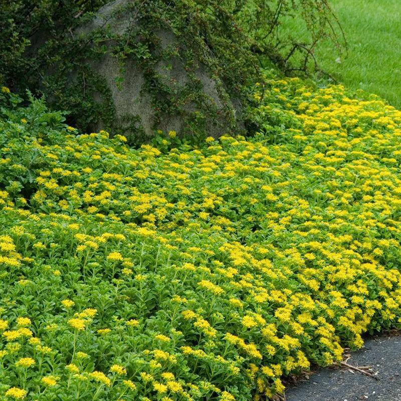 Japanese Stonecrop surrounding a large landscape rock. 