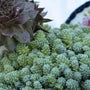 Himalayan Skies Stonecrop with powdery blue foliage. 