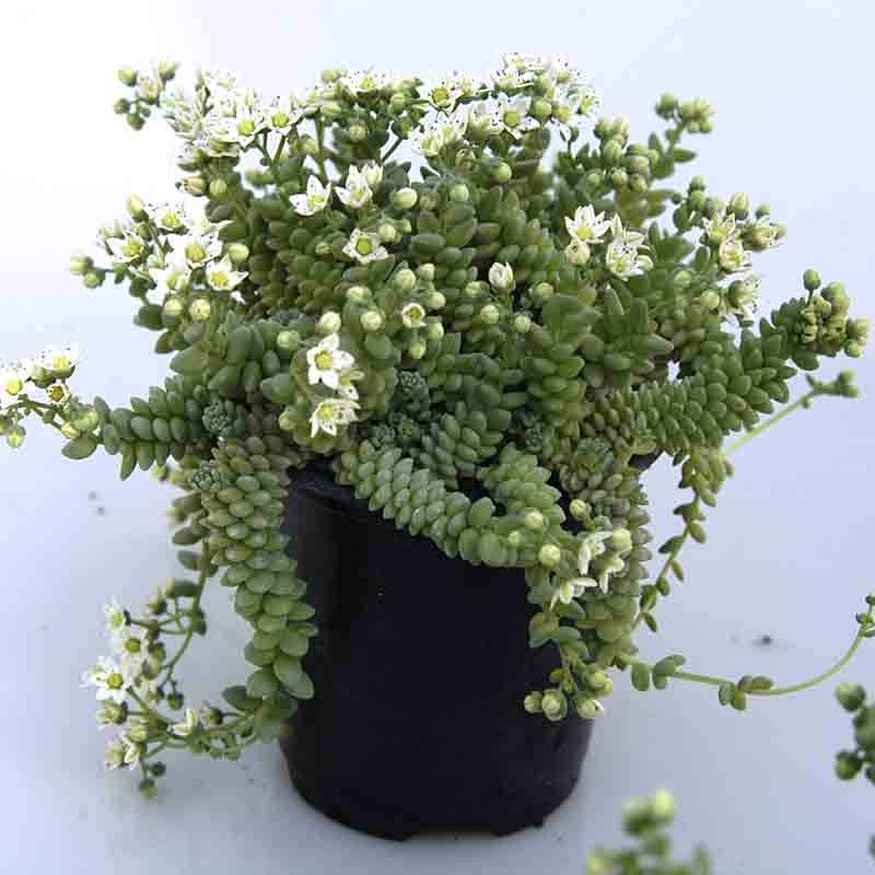 Himalayan Skies Stonecrop with grey-blue foliage and white star-shaped flower in a nursery pot. 