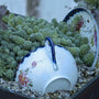 Himalayan Skies Stonecrop in a container with a teacup and plant. 