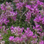 John Creech Stonecrop's delightful pink flowers floating above scalloped green foliage. 