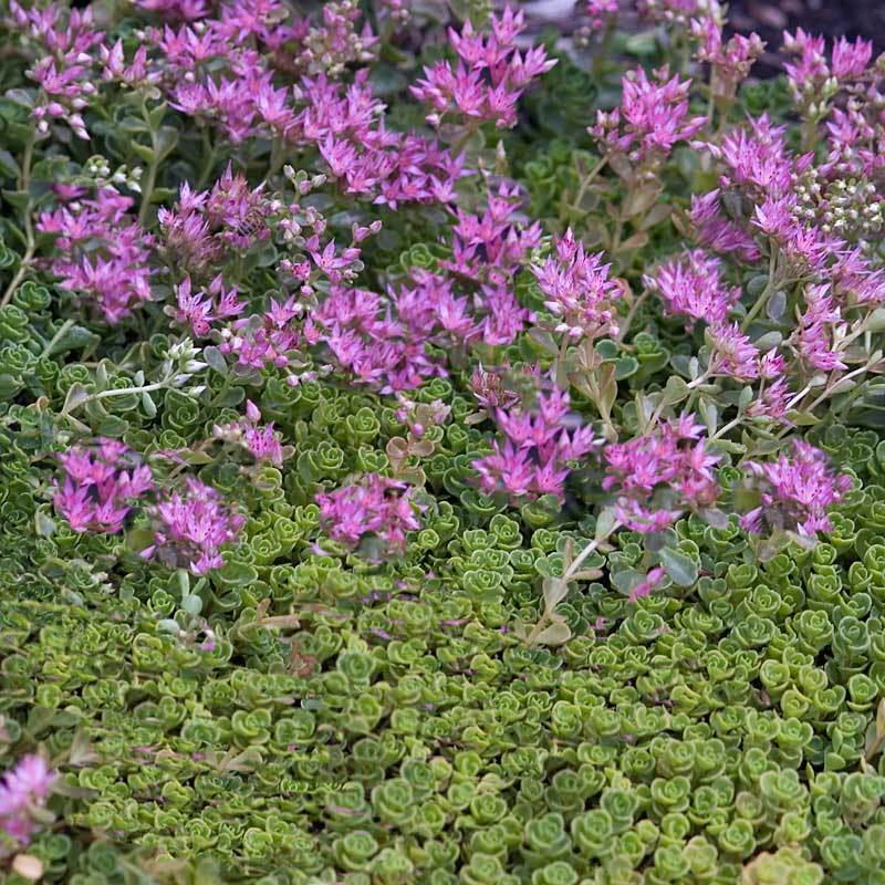 Sedum John Creech with pink flowers and scalloped green foliage. 