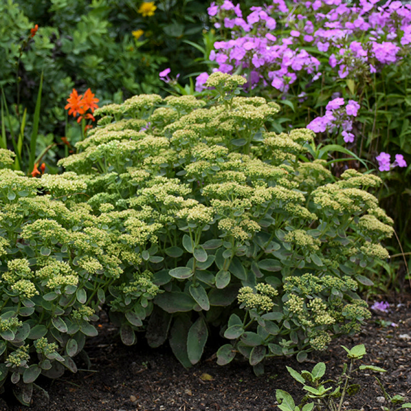 jade lemon plant Rock 'N Grow 'Lemonjade' Stonecrop