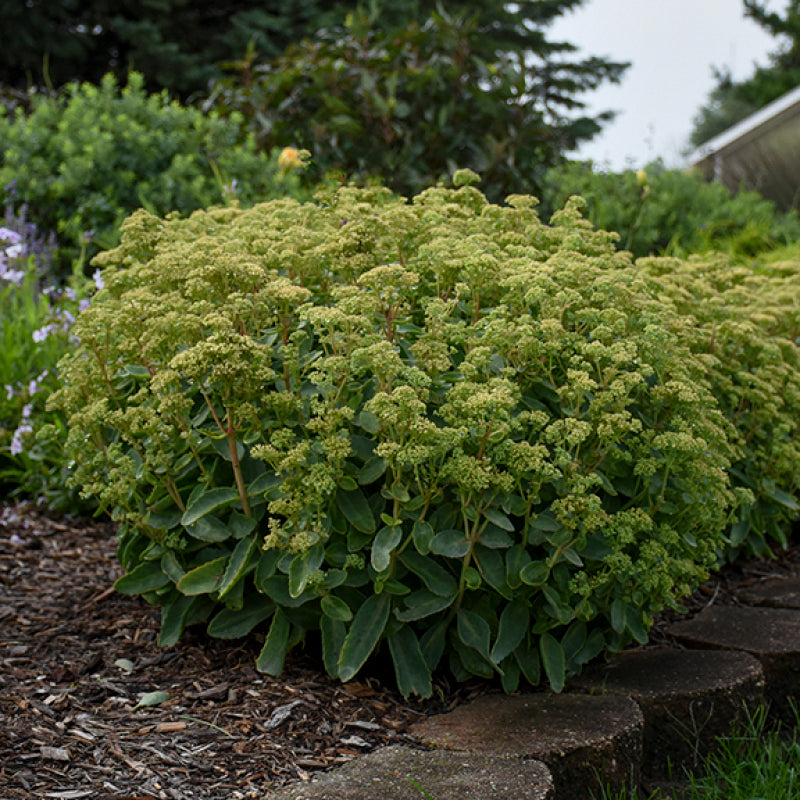 jade lemon plant Rock 'N Grow 'Lemonjade' Stonecrop
