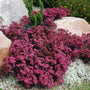 Sunsparkler 'Plum Dazzled' Stonecrop has bright raspberry flowerheads