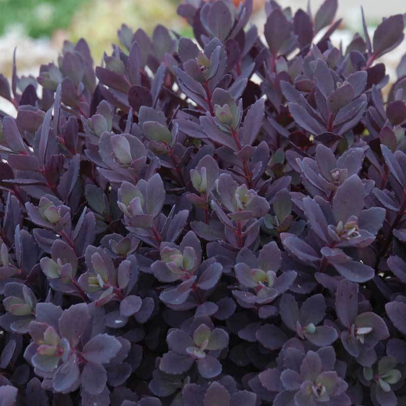 Sunsparkler 'Plum Dazzled' Stonecrop has plum covered foliage that is colorful all season