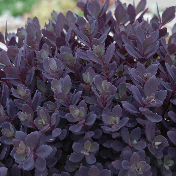 black radiance succulent plum Sunsparkler 'Plum Dazzled' Stonecrop