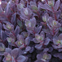 Sunsparkler 'Plum Dazzled' Stonecrop is deer resistant and attracts butterflies