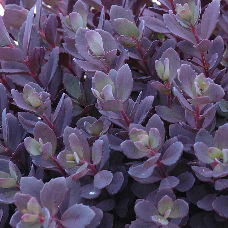 Sunsparkler 'Plum Dazzled' Stonecrop is deer resistant and attracts butterflies