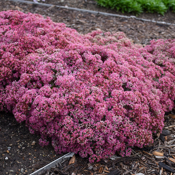 sedum-pop-star-1_grande.jpg?v=