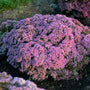 Rock 'N Round 'Pride and Joy' Stonecrop dark pink flowers