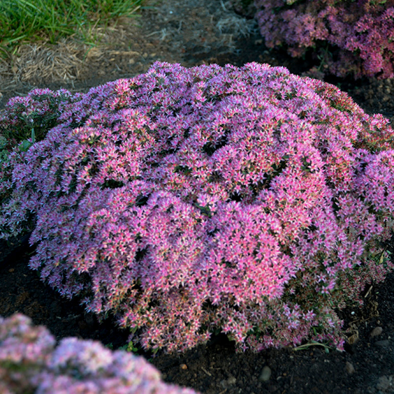 Rock 'N Round 'Pride and Joy' Stonecrop dark pink flowers