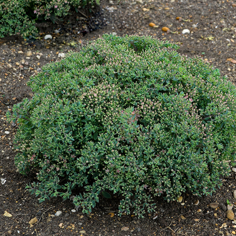Rock 'N Round 'Pride and Joy' Stonecrop handsome green foliage