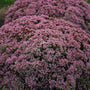 Rock 'N Round 'Pride and Joy' Stonecrop loved by pollinators