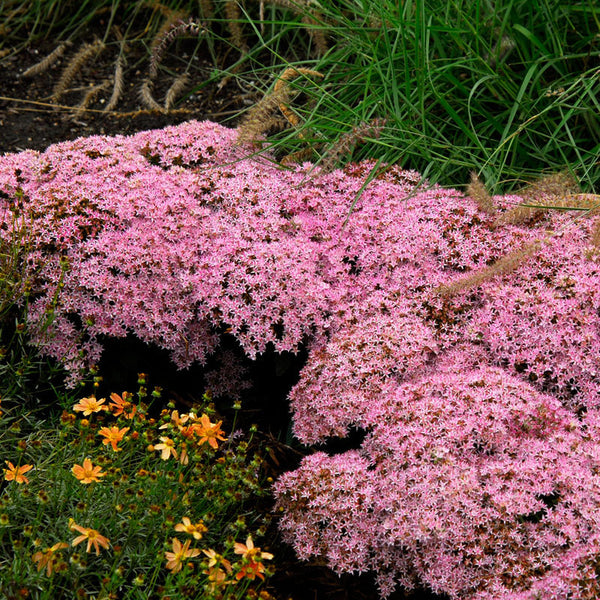 Rock 'N Round™ 'Pure Joy' Stonecrop | Perennials – Great Garden Plants