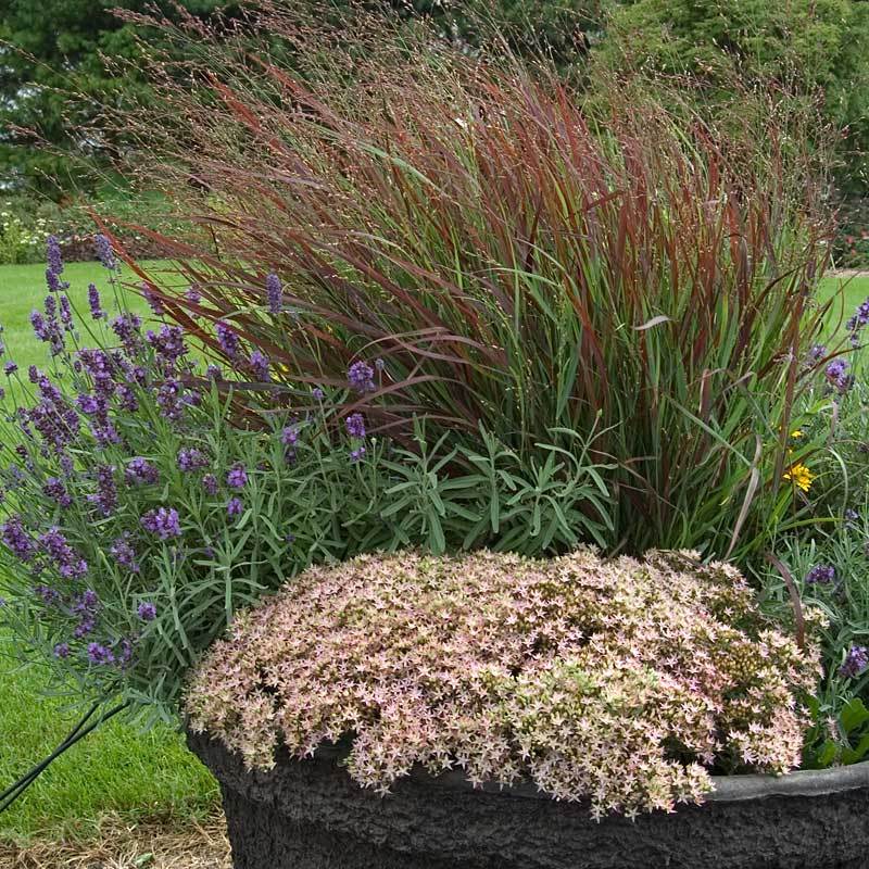 Le sedum 'Pure Joy' de Rock 'N Round peut être cultivé dans de petits espaces et sur des pots surélevés sur une terrasse.