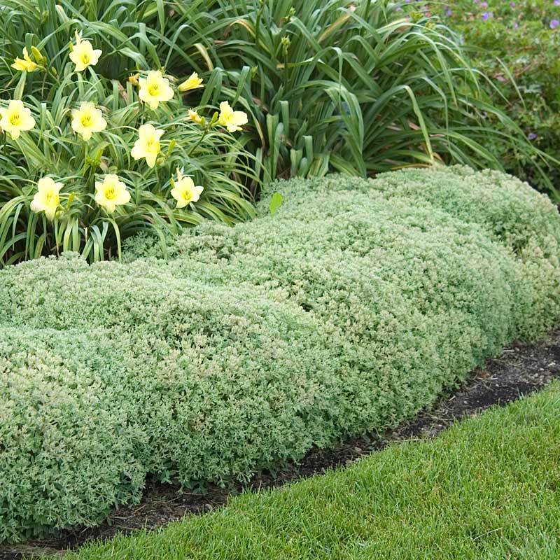 Le sedum «&nbsp;Pure Joy&nbsp;» de Rock 'N Round attirera les papillons et les oiseaux.