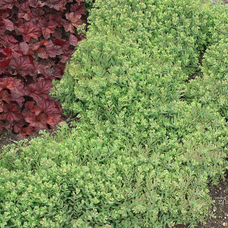 Rock 'N Round™ 'Pure Joy' Stonecrop | Perennials – Great