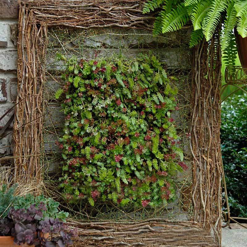 SedumSod is deer and drought resistant