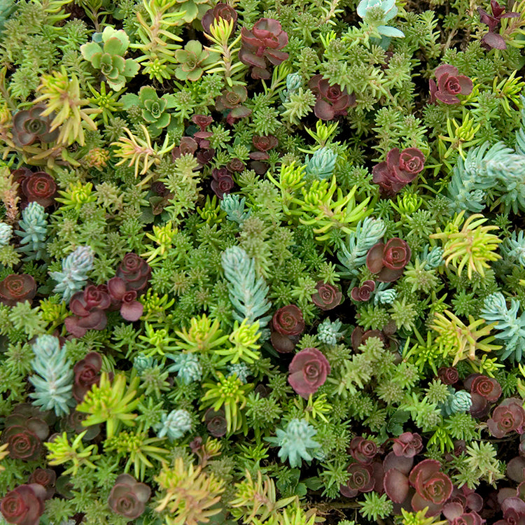 plants response to water
