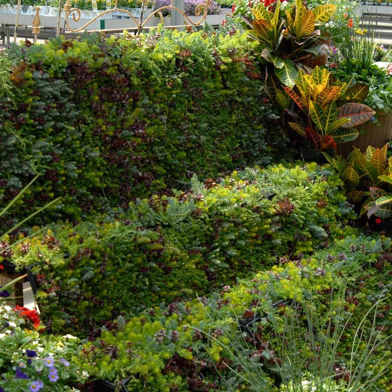 SedumSod is sun loving and needs the soil to be well drained