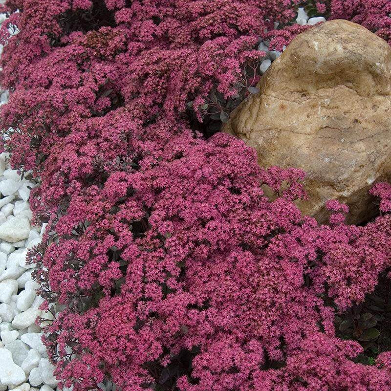 Sunsparkler 'Dazzleberry' Stonecrop has bright raspberry flowerheads