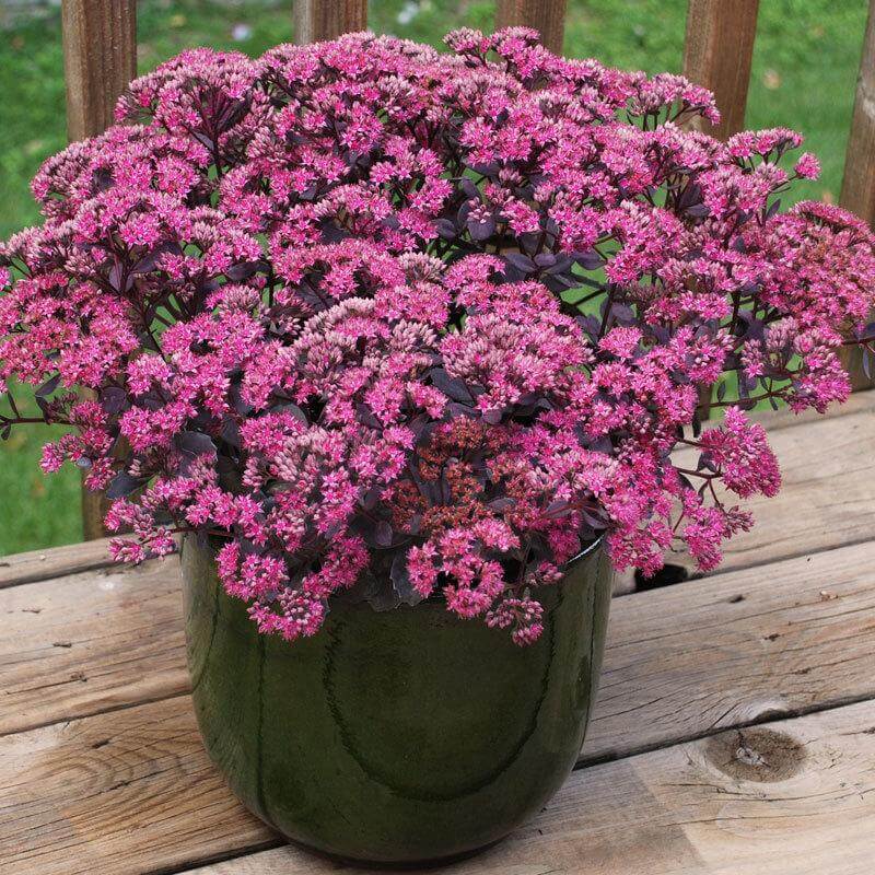 Sunsparkler Dream Dazzler Stonecrop