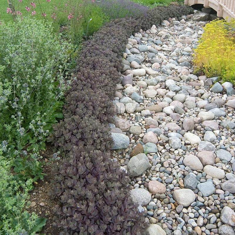 Sunsparkler 'Dazzleberry' Stonecrop deer resistant