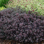 Sunsparkler 'Dazzleberry' Stonecrop groundcover sedum only